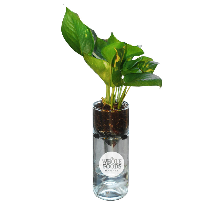 self watering glass planter Gardner : Self Watering Planter Kit in Clear – refreshglasspromo