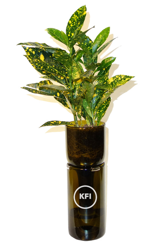self watering planter kit Gardner : Self Watering Planter Kit in Amber